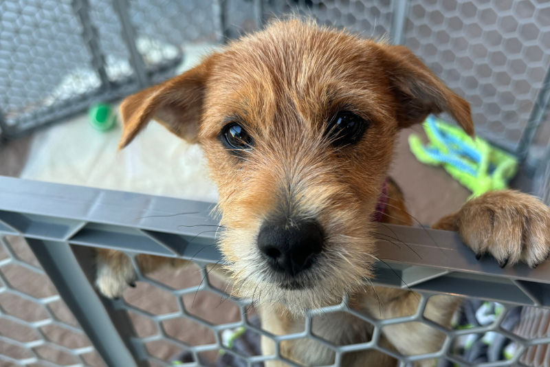 Small Brown Dog
